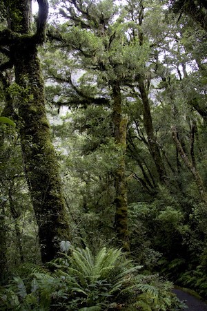 Beech trees on a walking track near to Milford Sound Highway