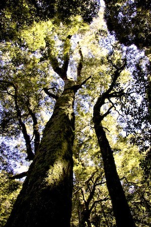 Beech trees on the way to Rob Roy Glacier